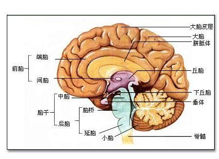 人的大脑有多少内存（人的大脑有多少内存?）-图2