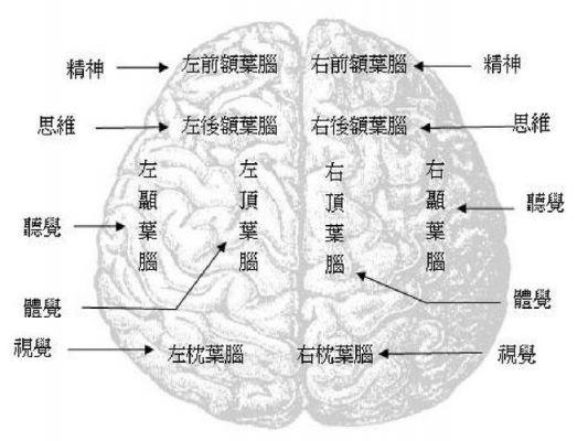 大脑有多少种功能（大脑有哪六种功能）-图3