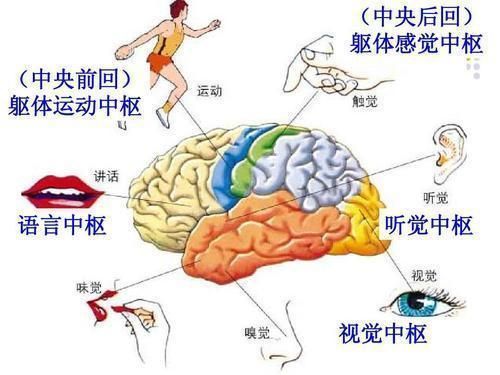 大脑有多少种功能（大脑有哪六种功能）-图2