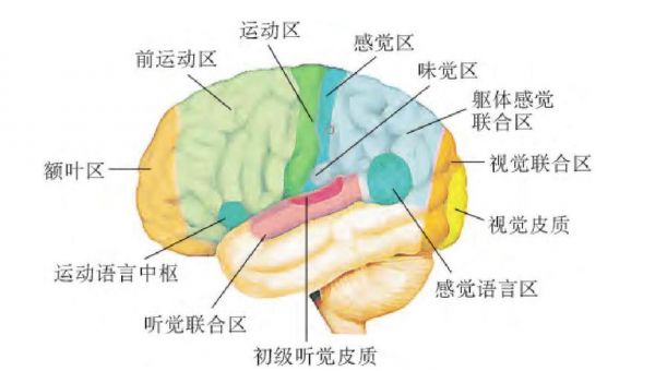 大脑有多少种功能（大脑有哪六种功能）-图1